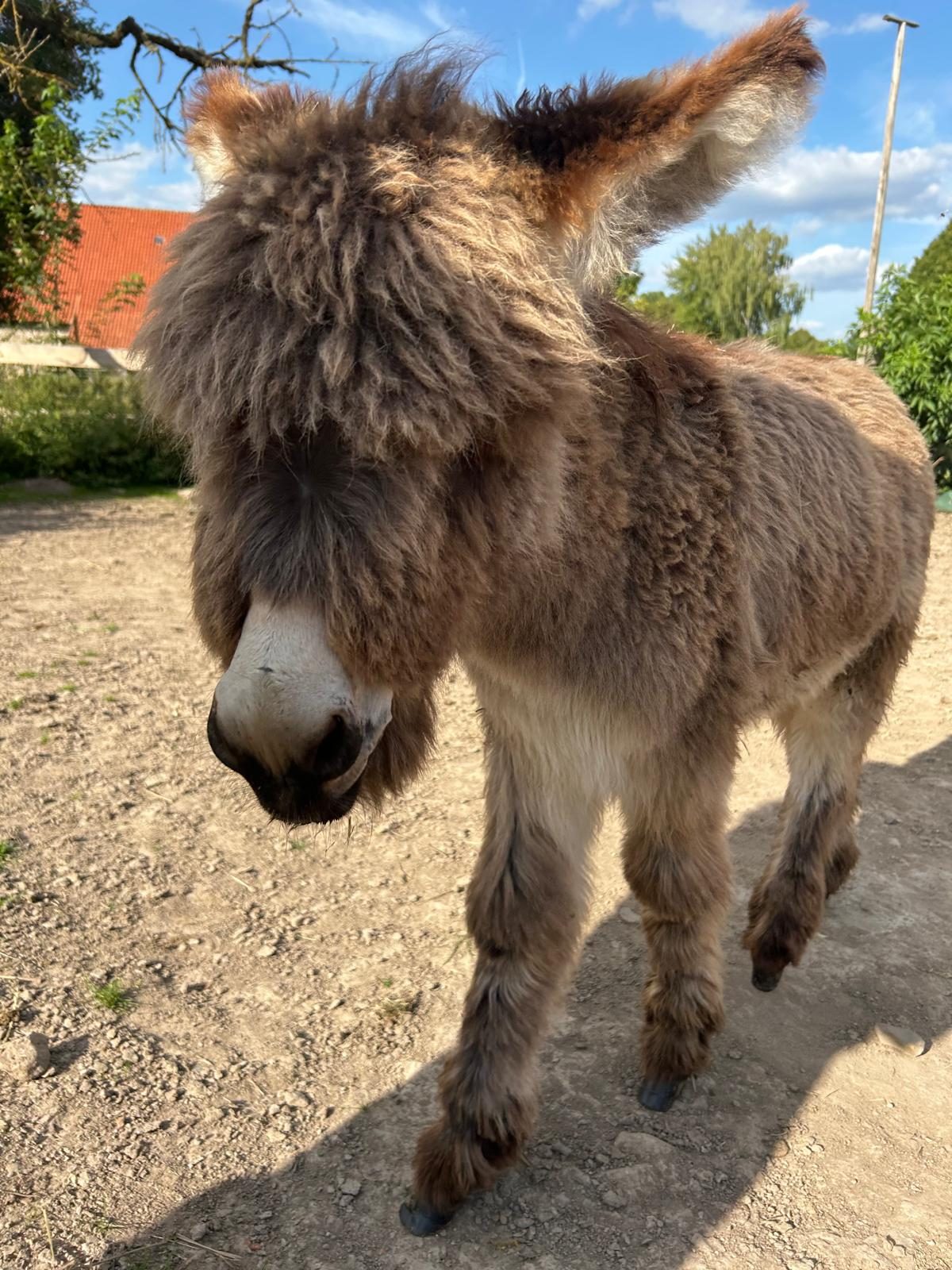 Unsere Eseldame