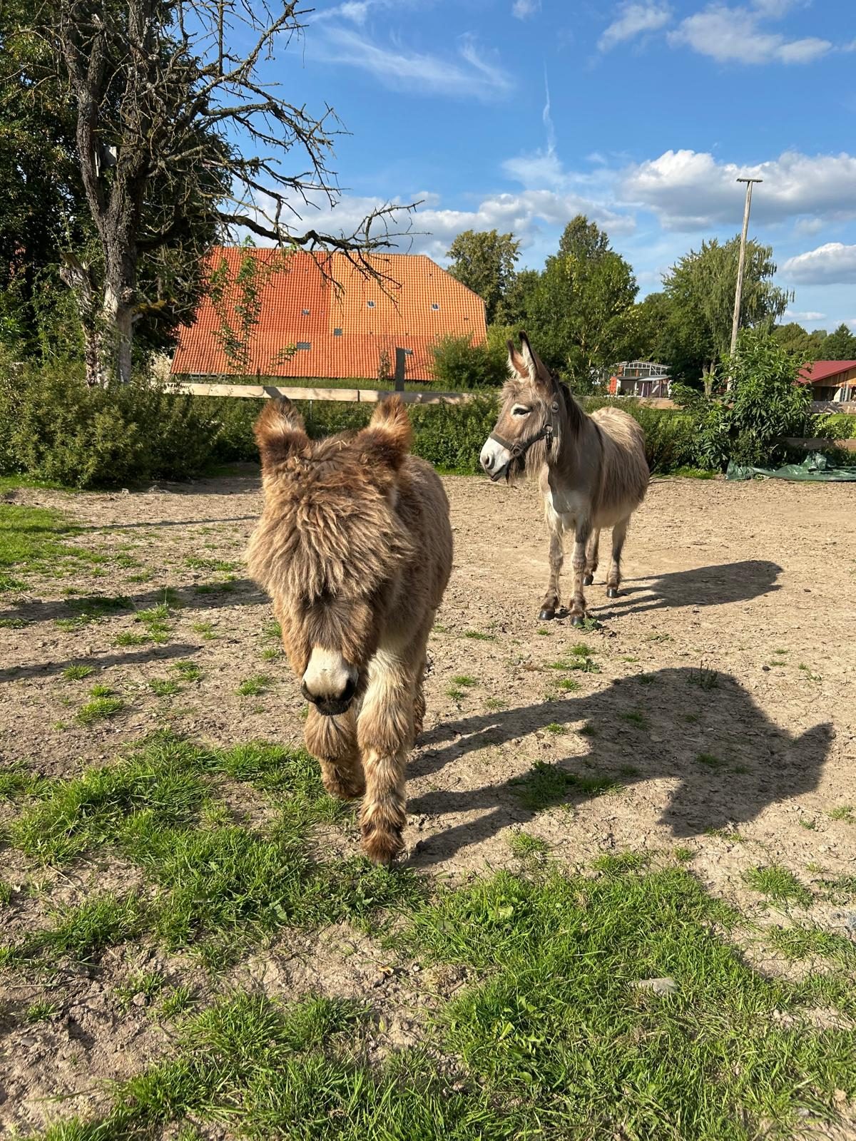 Esel auf der Weide