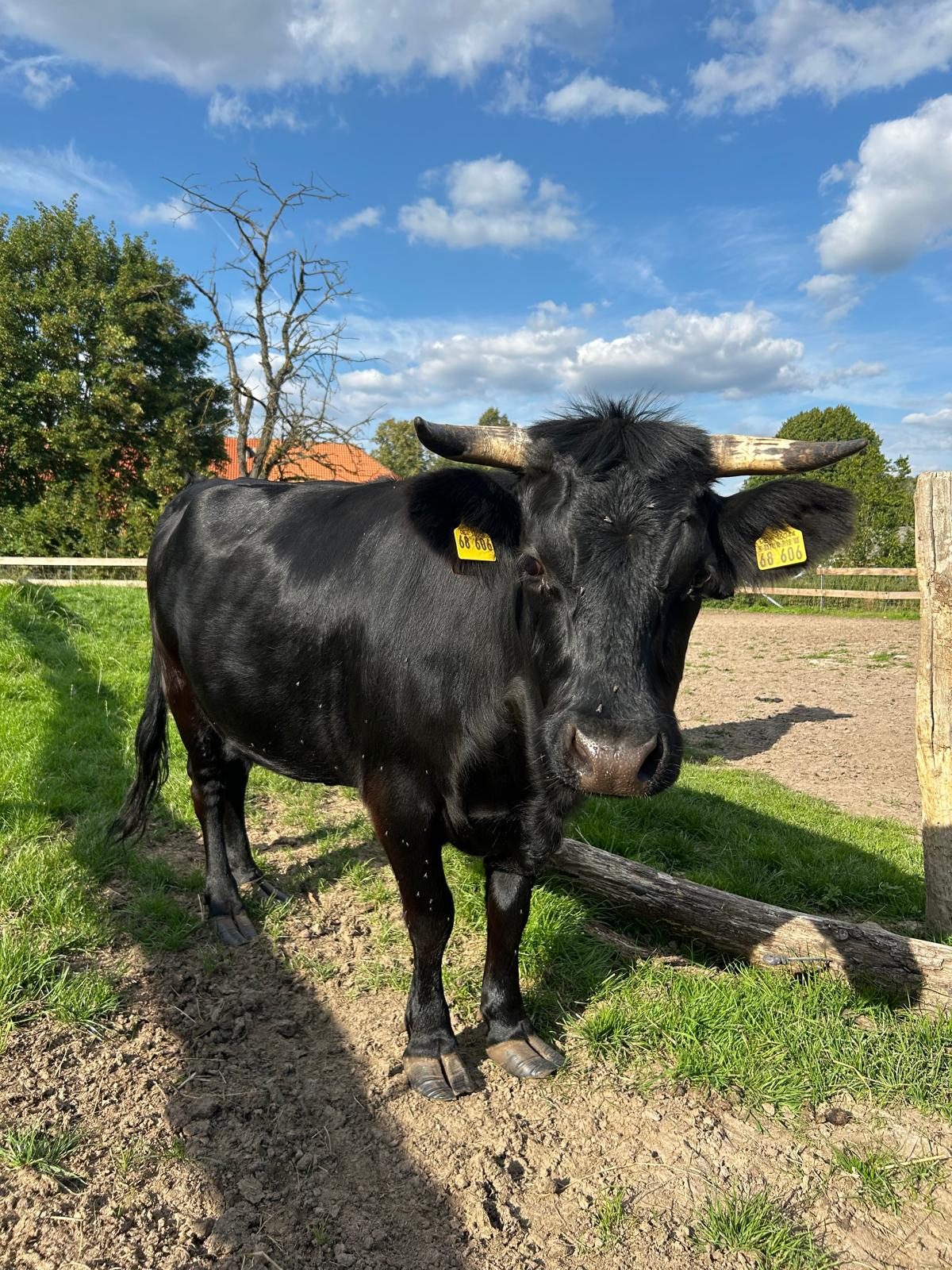 Kuh auf der Weide