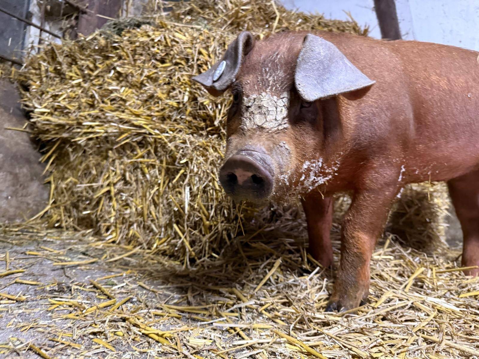 Schwein im Stroh