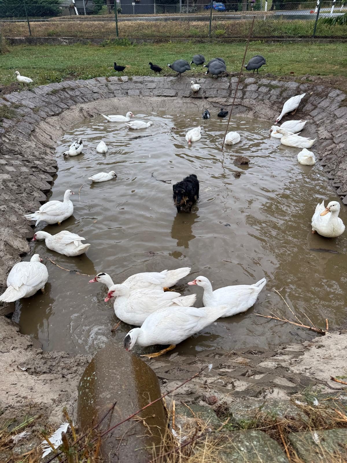 Gänse und Enten am Teich