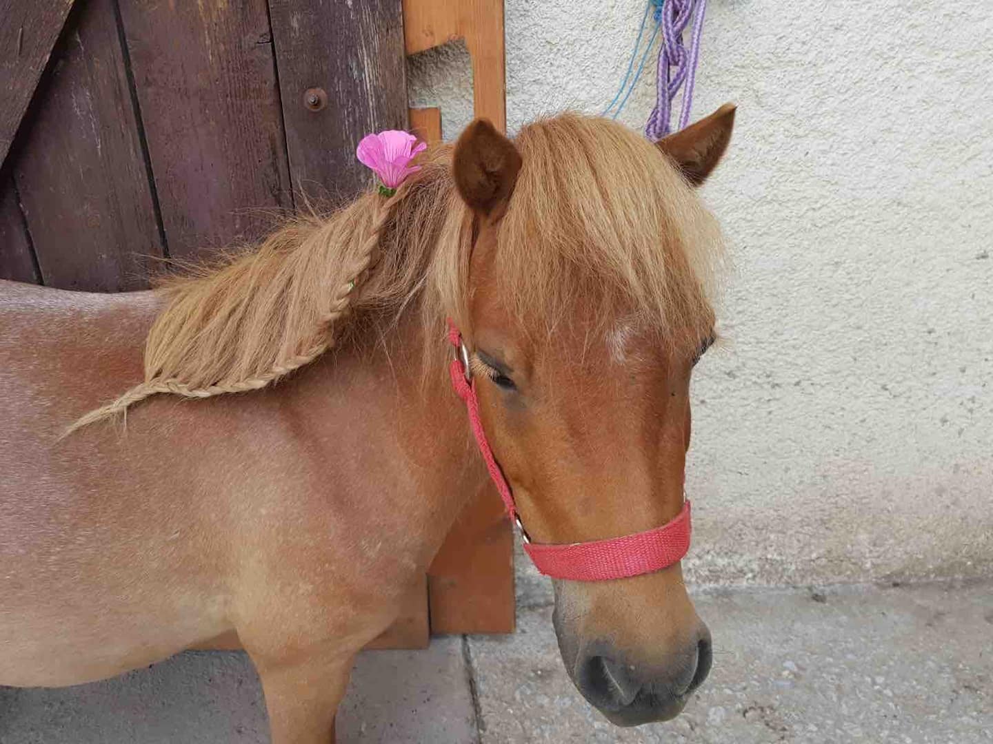 Unser Pony